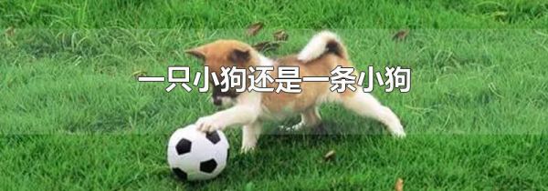 一只小狗还是一条小狗