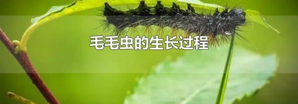 毛毛虫的生长过程