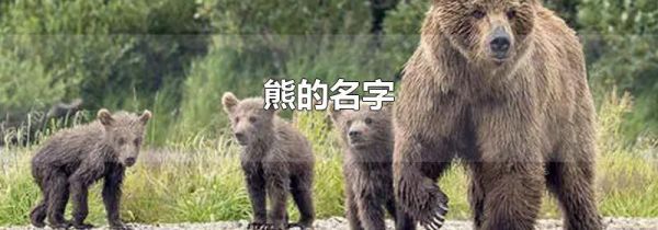 熊的名字