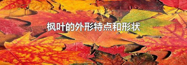 枫叶的外形特点和形状