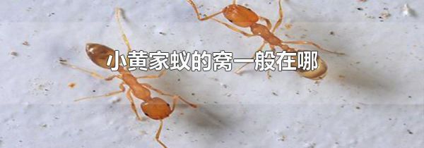 小黄家蚁的窝一般在哪