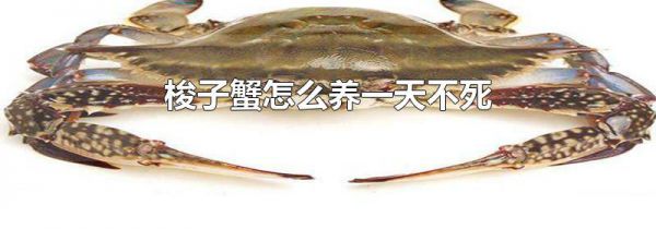 梭子蟹怎么养一天不死