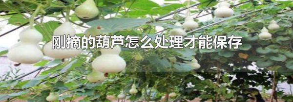 刚摘的葫芦怎么处理才能保存