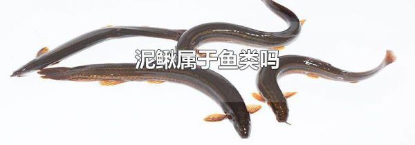 泥鳅属于鱼类吗