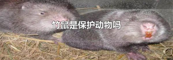 竹鼠是保护动物吗