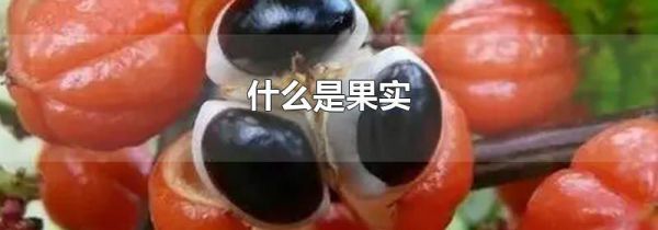 什么是果实