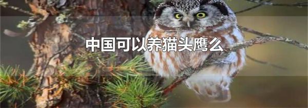 中国可以养猫头鹰么