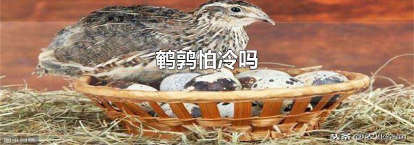 鹌鹑怕冷吗