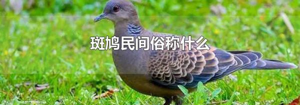斑鸠民间俗称什么