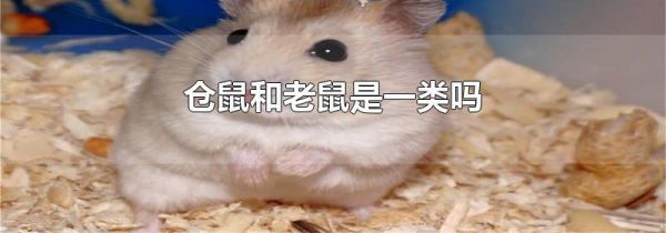 仓鼠和老鼠是一类吗