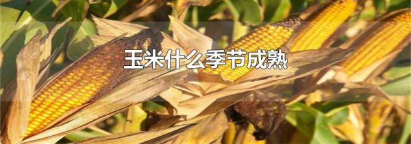 玉米什么季节成熟