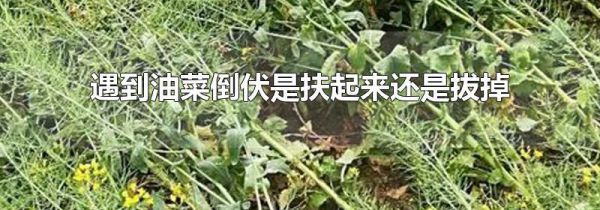 遇到油菜倒伏是扶起来还是拔掉