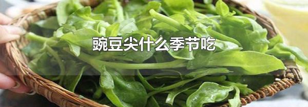 豌豆尖什么季节吃