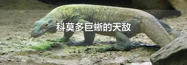 科莫多巨蜥的天敌
