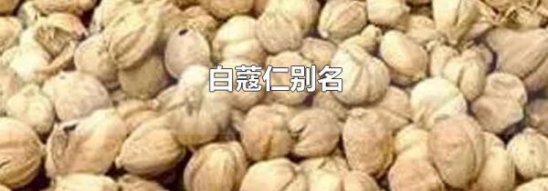 白蔻仁别名