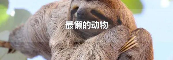 最懒的动物