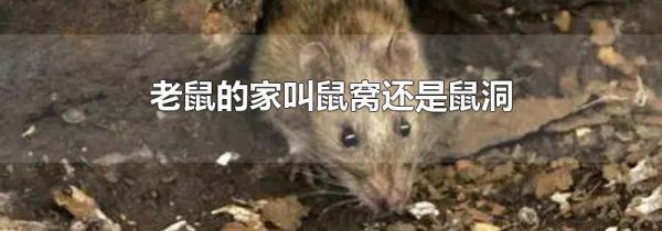 老鼠的家叫鼠窝还是鼠洞