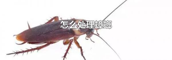 怎么处理蟑螂