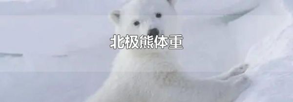 北极熊体重