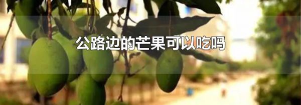 公路边的芒果可以吃吗