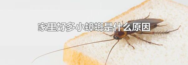 家里好多小蟑螂是什么原因