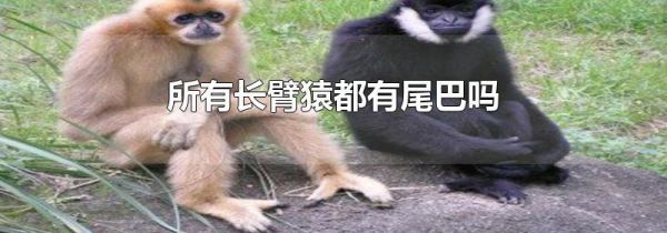 所有长臂猿都有尾巴吗