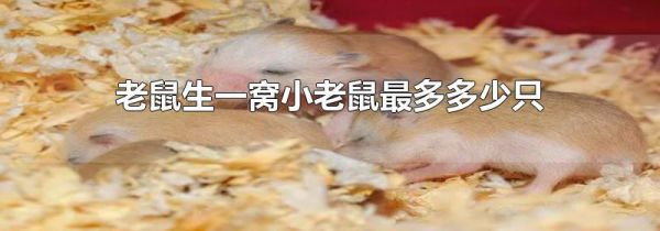老鼠生一窝小老鼠最多多少只