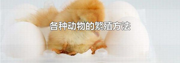 各种动物的繁殖方法