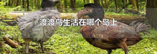 渡渡鸟生活在哪个岛上