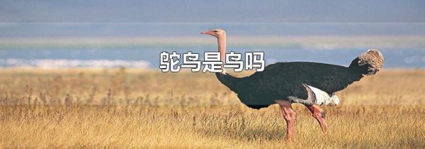 鸵鸟是鸟吗