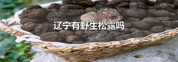 辽宁有野生松露吗