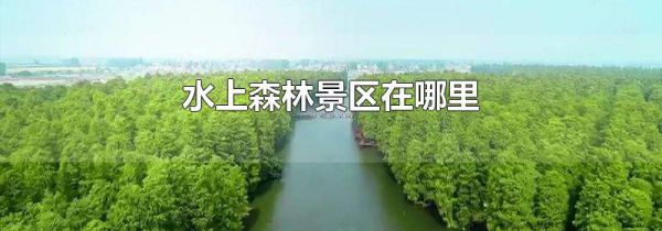 水上森林景区在哪里