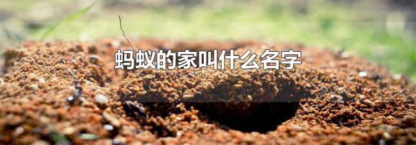 蚂蚁的家叫什么名字