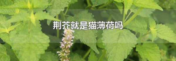 荆芥就是猫薄荷吗