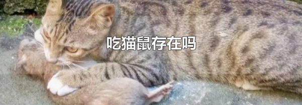 吃猫鼠存在吗