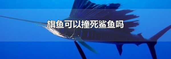 旗鱼可以撞死鲨鱼吗