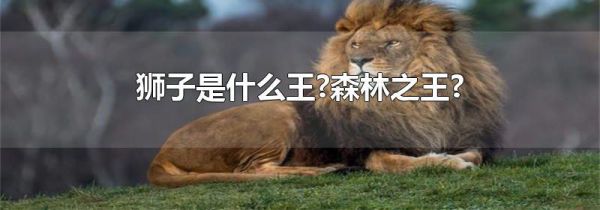 狮子是什么王?森林之王?