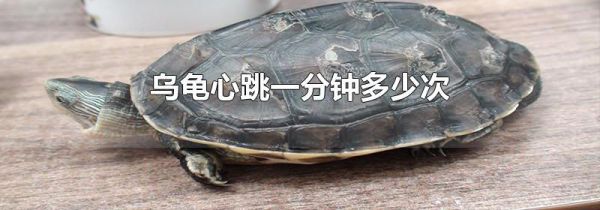 乌龟心跳一分钟多少次