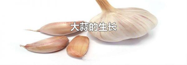 大蒜的生长