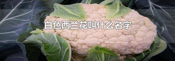 白色西兰花叫什么名字