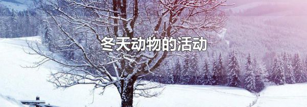 冬天动物的活动