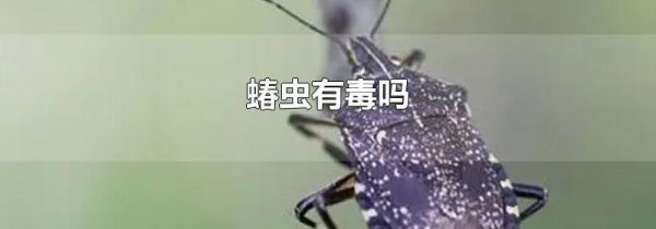 蝽虫有毒吗