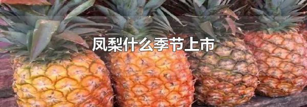 凤梨什么季节上市
