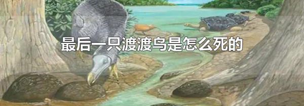最后一只渡渡鸟是怎么死的