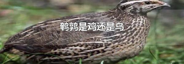 鹌鹑是鸡还是鸟