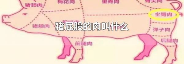 猪屁股的肉叫什么