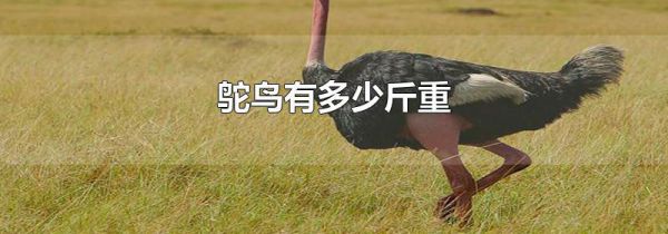 鸵鸟有多少斤重