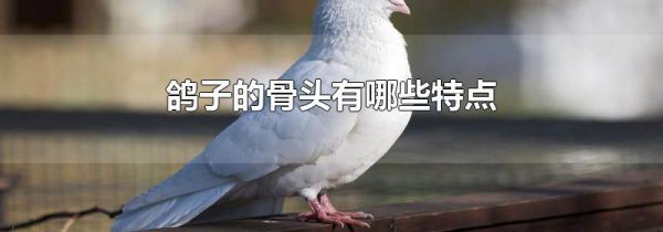 鸽子的骨头有哪些特点