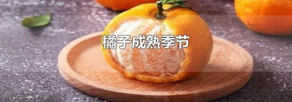 橘子成熟季节