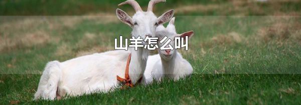 山羊怎么叫